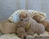 Poochon