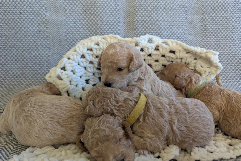 Poochon
