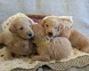 Poochon