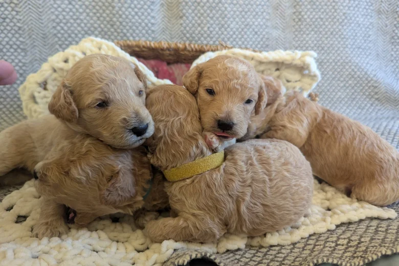 Poochon