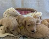 Poochon