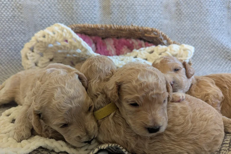Poochon