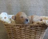 Poochon