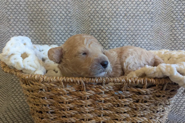 Poochon