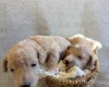 Poochon