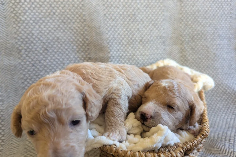 Poochon