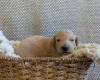 Poochon