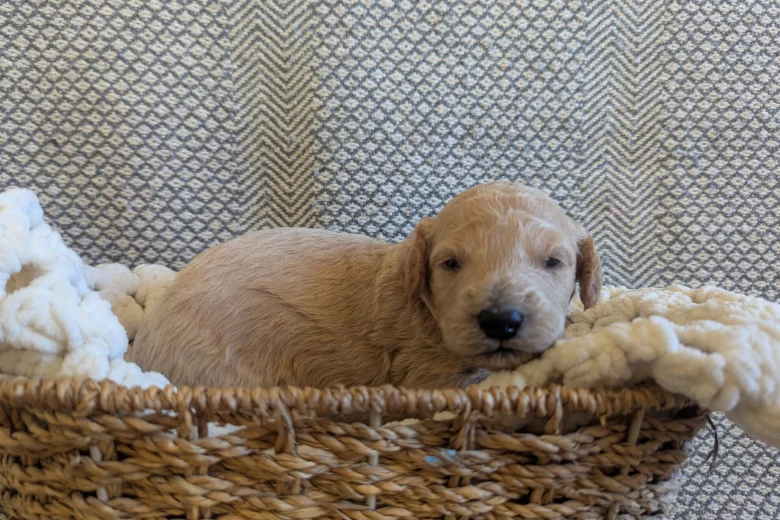 Poochon