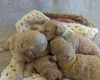 Poochon