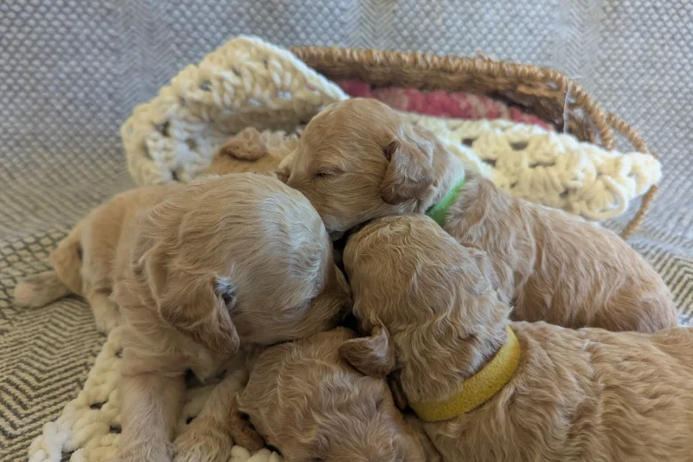 Poochon
