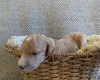 Poochon
