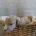 Poochon