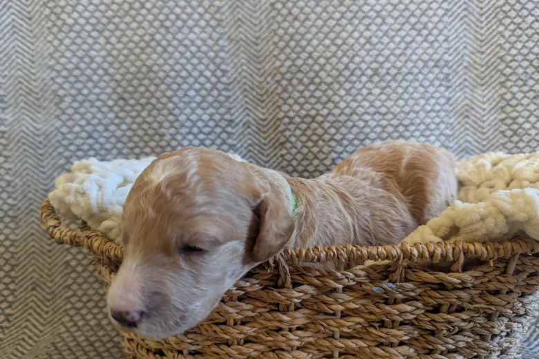 Poochon