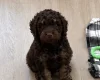 Cockapoo