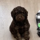 Cockapoo