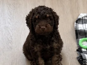 Cockapoo