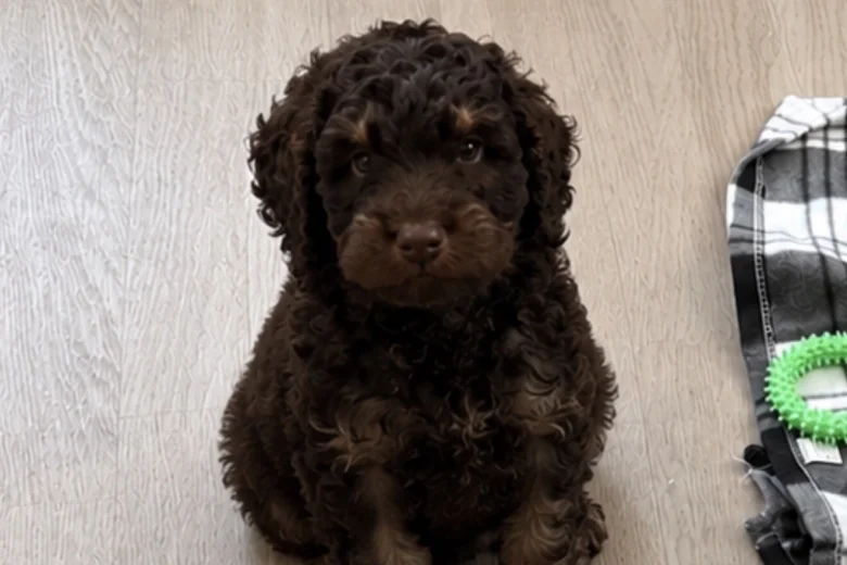 Cockapoo