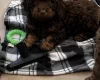 Cockapoo