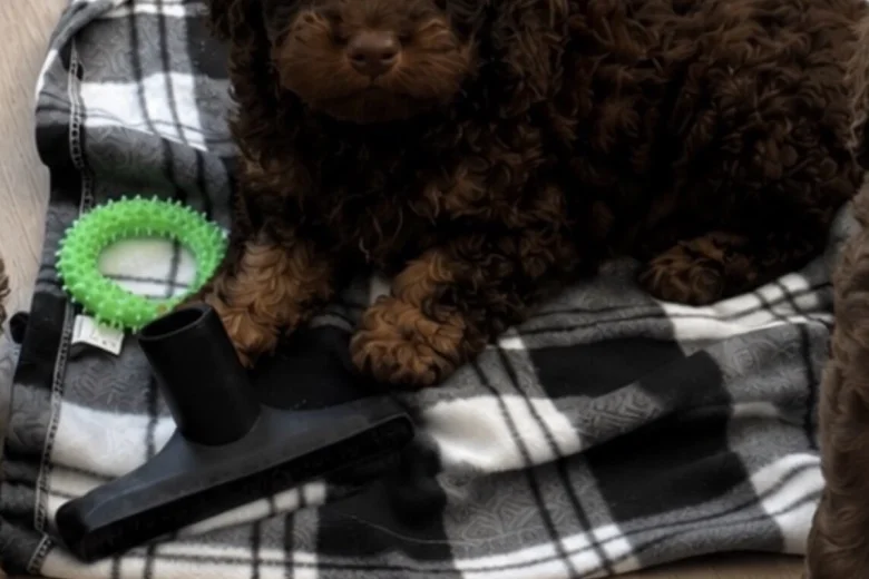 Cockapoo