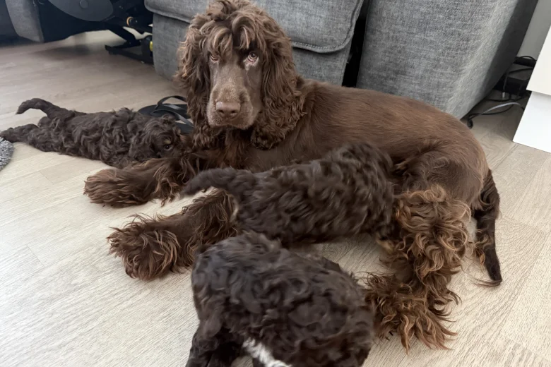 Cockapoo