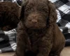 Cockapoo