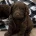 Cockapoo