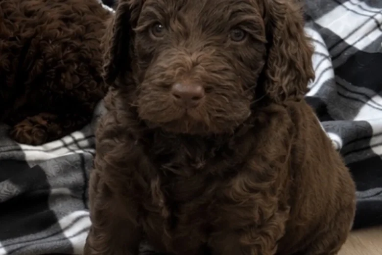 Cockapoo