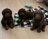 Cockapoo