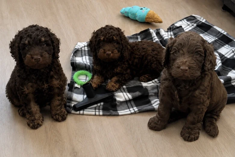 Cockapoo