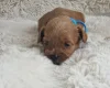 Cavapoo