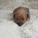 Cavapoo