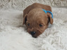 Cavapoo