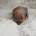 Cavapoo