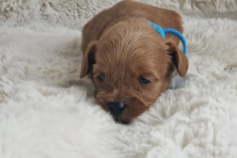 Cavapoo
