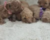 Cavapoo