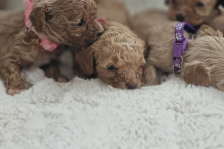 Cavapoo