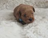Cavapoo