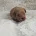 Cavapoo