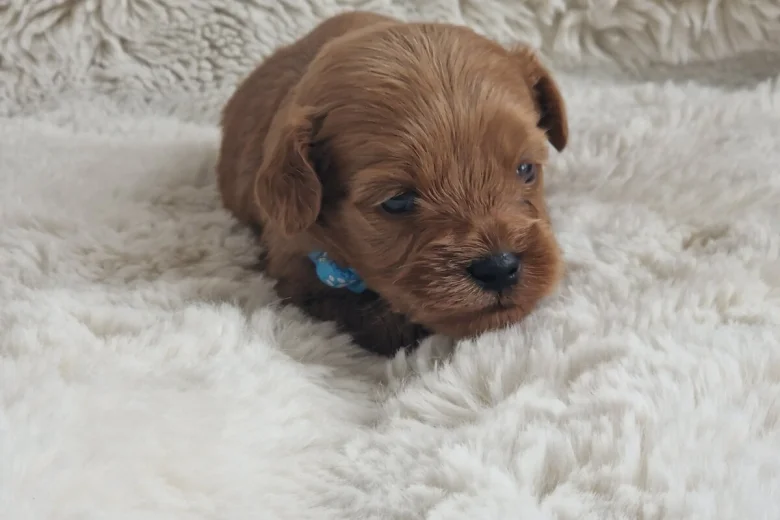 Cavapoo