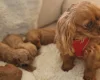 Cavapoo