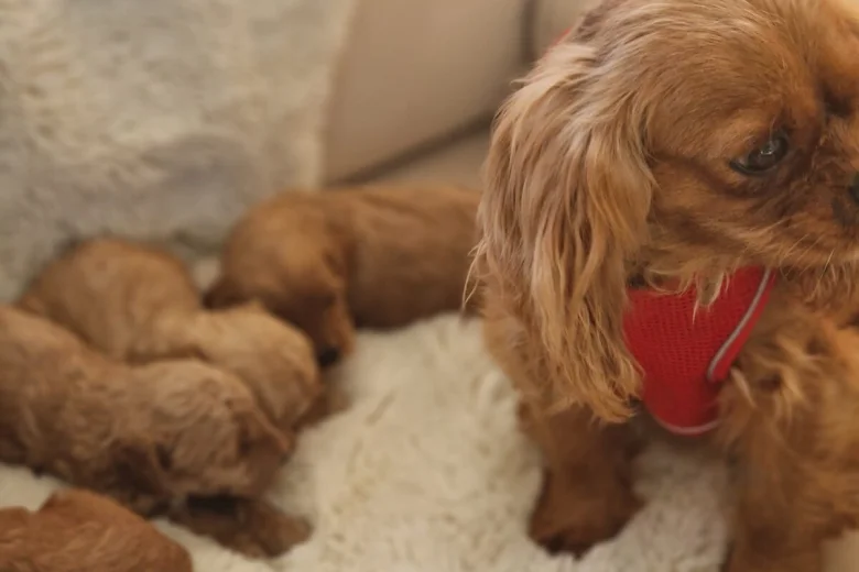 Cavapoo