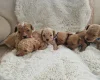 Cavapoo