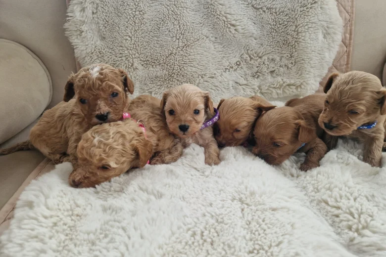 Cavapoo
