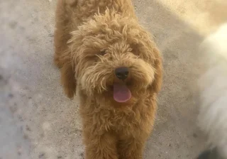Stud