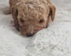Cavapoo