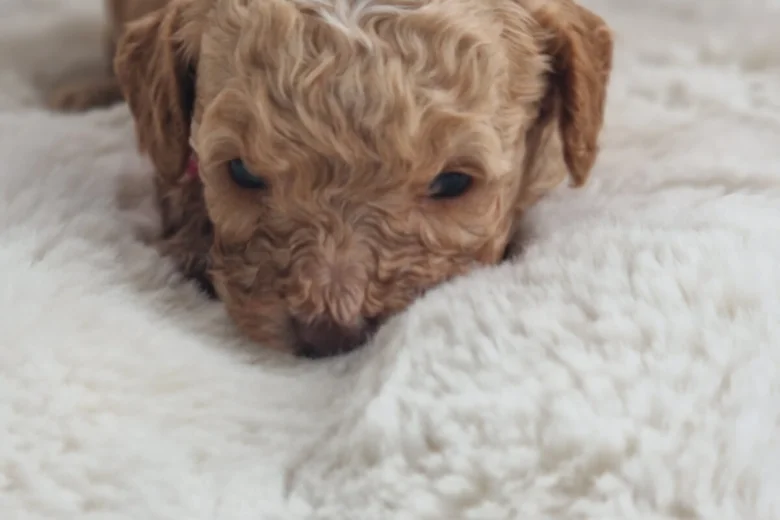Cavapoo