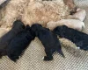 Cavapoo