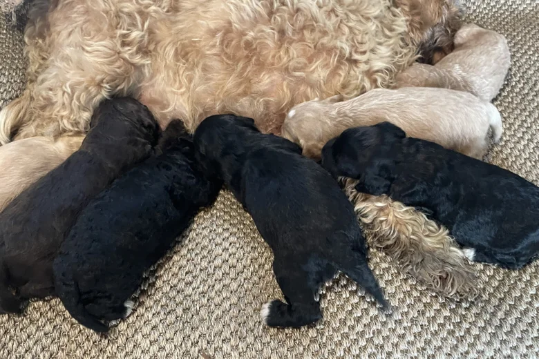Cavapoo