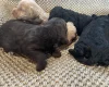 Cavapoo