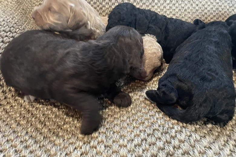 Cavapoo